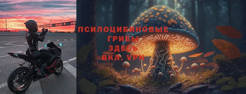 Псилоцибиновые грибы Psilocybe  Выборг 